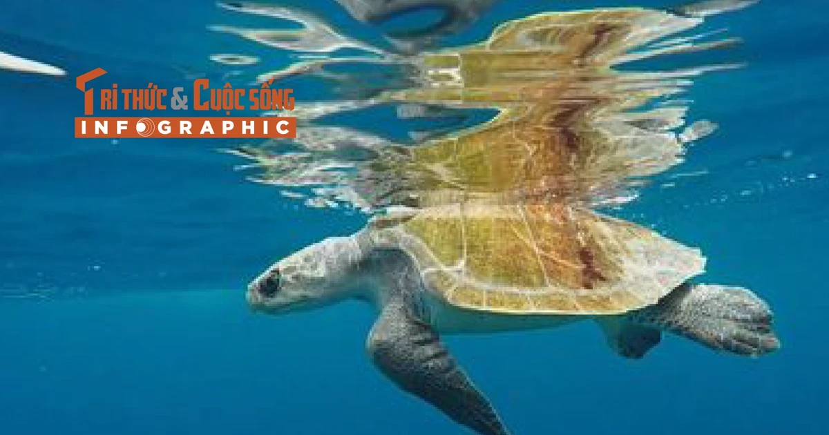 View - [INFOGRAPHIC] Đồi mồi dứa quý hiếm mắc lưới ngư dân Đà Nẵng | Báo Tri thức và Cuộc sống - TIN TỨC PHỔ BIẾN KIẾN THỨC 24H