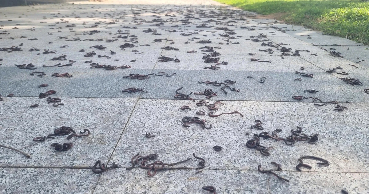 View - Giun ngoi lên mặt đất hàng loạt từng xảy ra ở đâu? | Báo Tri thức và Cuộc sống - TIN TỨC PHỔ BIẾN KIẾN THỨC 24H