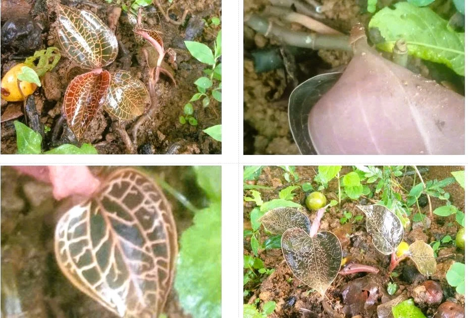 View - Loài lan mới phát hiện tại Thanh Hóa quý hiếm thế nào? | Báo Tri thức và Cuộc sống - TIN TỨC PHỔ BIẾN KIẾN THỨC 24H