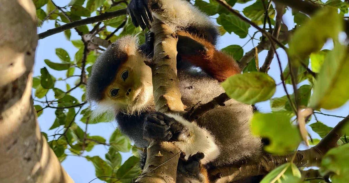 Voọc chà vá chân nâu dính bẫy ở bán đảo Sơn Trà là loài Sách Đỏ