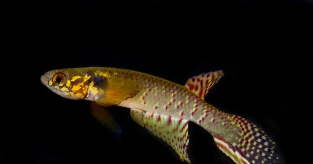 View - Loài cá tuyệt tích 20 năm bất ngờ xuất hiện ở Bolivia | Báo Tri thức và Cuộc sống - TIN TỨC PHỔ BIẾN KIẾN THỨC 24H