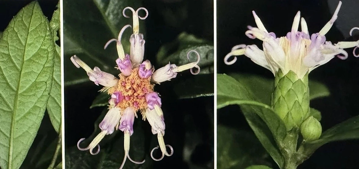 Phong Nha Kẻ Bàng xuất hiện loài hoa tím mới khiến giới khoa học ngỡ ngàng