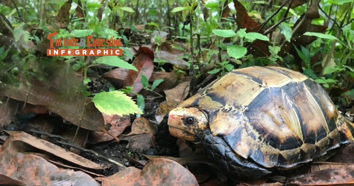 View - [INFOGRAPHIC] Phát hiện rùa núi viền quý hiếm trong ngôi đền ở Hà Tĩnh | Báo Tri thức và Cuộc sống - TIN TỨC PHỔ BIẾN KIẾN THỨC 24H