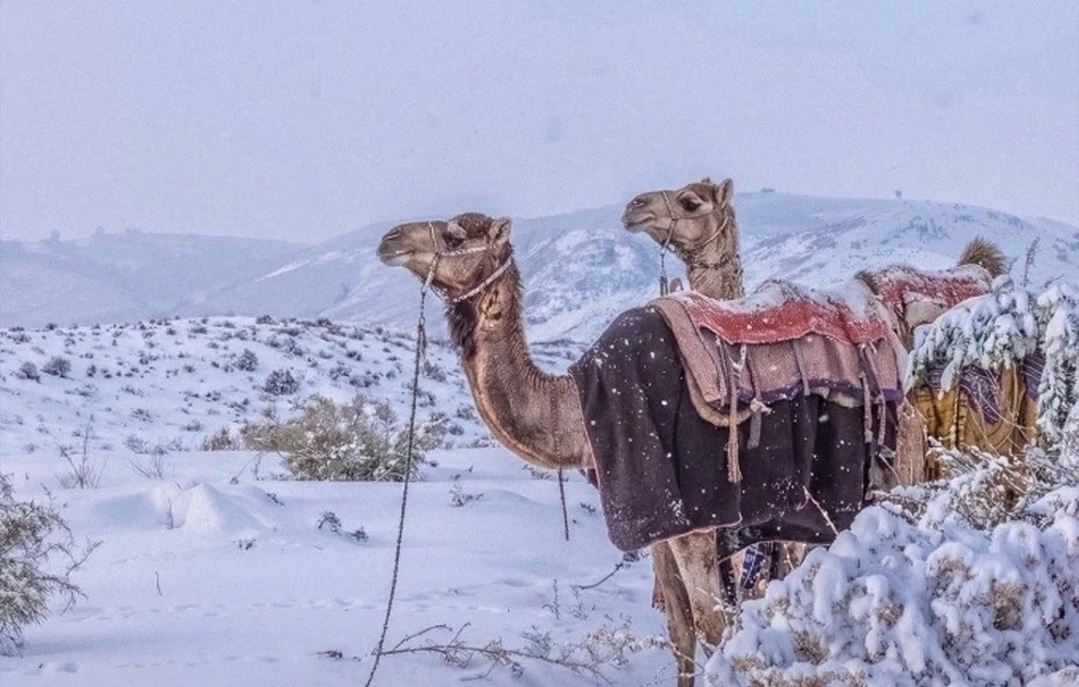 Gallery - Lần đầu tiên sau 30 năm tuyết phủ trắng sa mạc Arab Saudi | Báo Tri thức và Cuộc sống - TIN TỨC PHỔ BIẾN KIẾN THỨC 24H