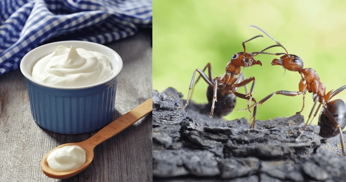 View - Hồi sinh 'sữa chua kiến' theo công thức hàng ngàn năm tuổi | Báo Tri thức và Cuộc sống - TIN TỨC PHỔ BIẾN KIẾN THỨC 24H