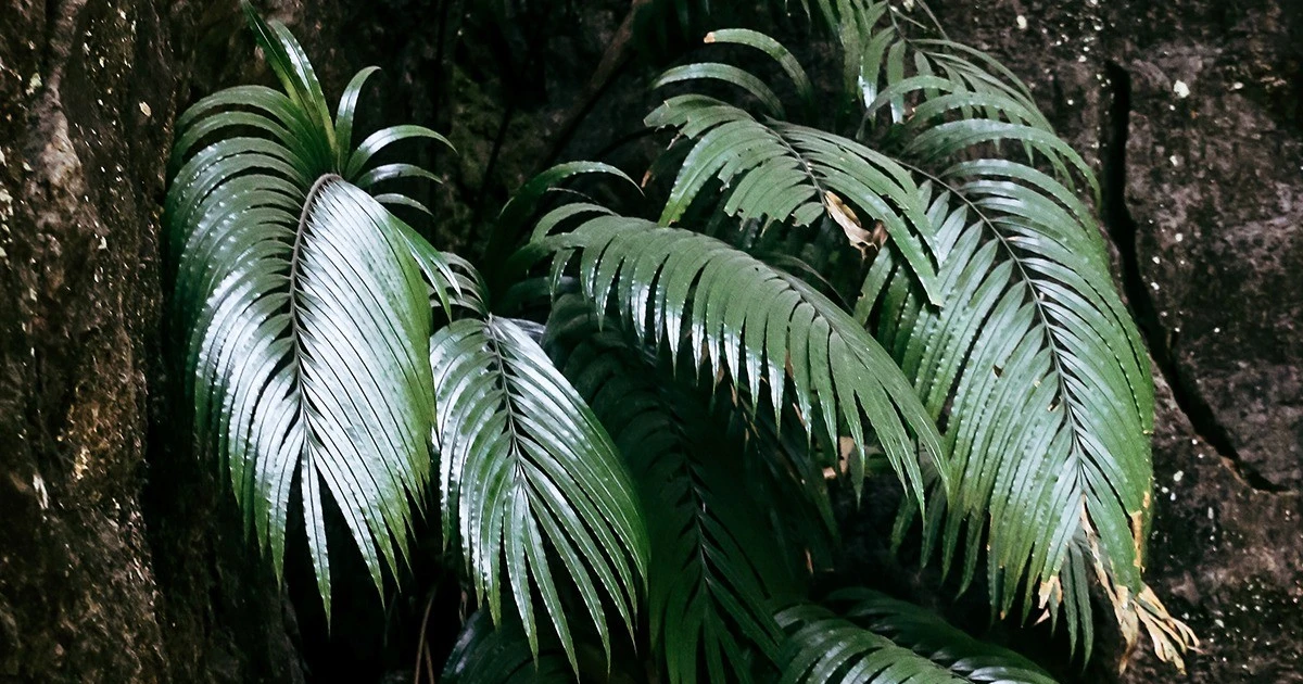 View - Loài dương xỉ siêu năng lực, tự tạo tinh thể chứa nguyên tố đất hiếm | Báo Tri thức và Cuộc sống - TIN TỨC PHỔ BIẾN KIẾN THỨC 24H