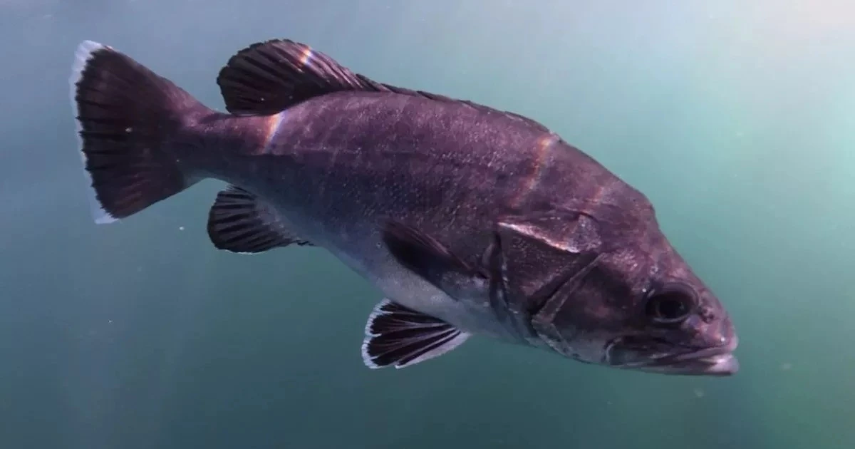 View - Cá thời tiền sử quý hiếm bỗng nổi lên ngoài khơi Cornwall | Báo Tri thức và Cuộc sống - TIN TỨC PHỔ BIẾN KIẾN THỨC 24H