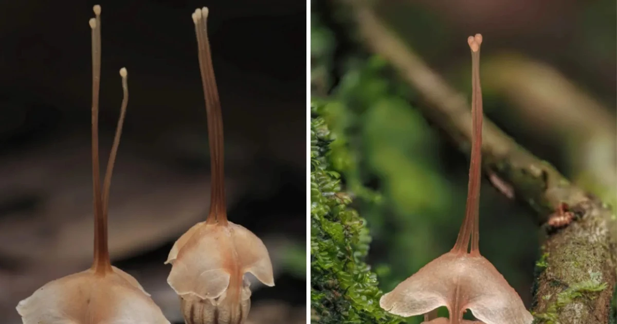 View - Phát hiện loài thực vật mới cực kỳ quý hiếm ở Malaysia | Báo Tri thức và Cuộc sống - TIN TỨC PHỔ BIẾN KIẾN THỨC 24H