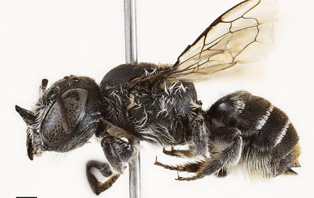 View - Phát hiện loài ong mang ‘sừng quỷ’ kỳ lạ khiến giới khoa học sửng sốt | Báo Tri thức và Cuộc sống - TIN TỨC PHỔ BIẾN KIẾN THỨC 24H