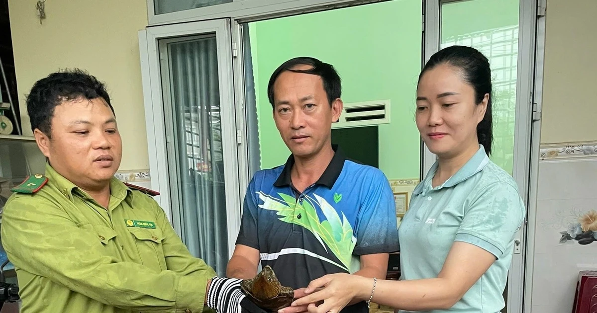 View - Quảng Ngãi thả rùa đầu to về tự nhiên: Loài quý hiếm, ưu tiên bảo vệ! | Báo Tri thức và Cuộc sống - TIN TỨC PHỔ BIẾN KIẾN THỨC 24H