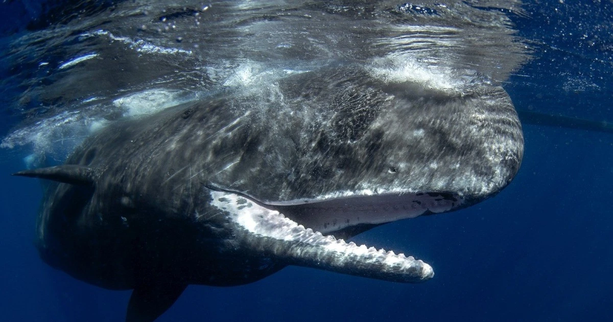 Gallery - Cá nhà táng phát âm như người, chuyên gia giải mã sao? | Báo Tri thức và Cuộc sống - TIN TỨC PHỔ BIẾN KIẾN THỨC 24H