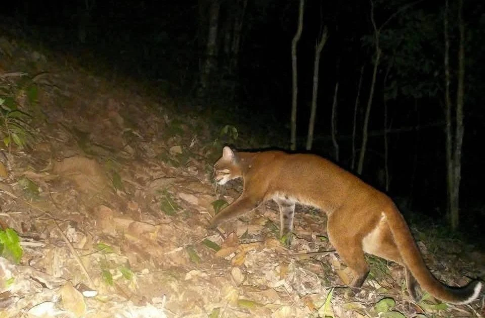 Gallery - Beo lửa xuất hiện ở Nghệ An quý hiếm cỡ nào? | Báo Tri thức và Cuộc sống - TIN TỨC PHỔ BIẾN KIẾN THỨC 24H