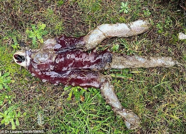 View - Bạch tuộc '7 chân' cực hiếm trôi dạt vào bờ biển Scotland | Báo Tri thức và Cuộc sống - TIN TỨC PHỔ BIẾN KIẾN THỨC 24H