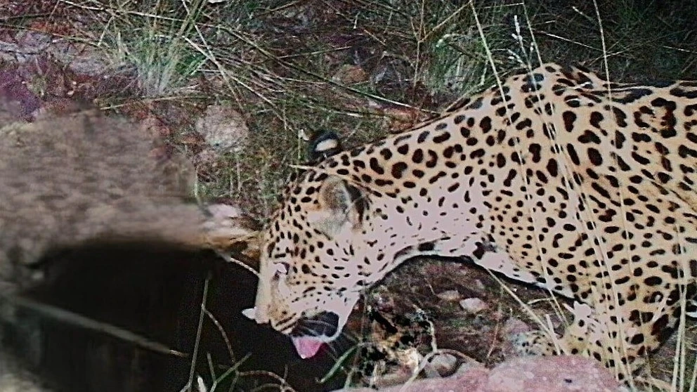 View - Phát hiện cá thể báo đốm chưa từng thấy xuất hiện liên tục | Báo Tri thức và Cuộc sống - TIN TỨC PHỔ BIẾN KIẾN THỨC 24H