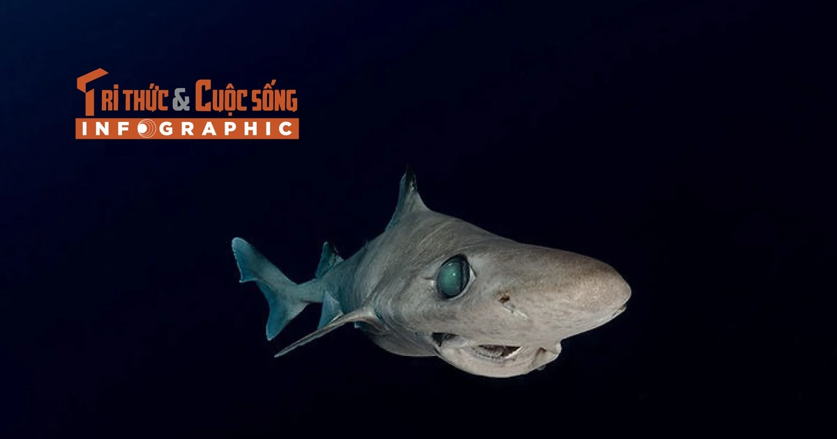 View - [INFOGRAPHIC] Loài cá mập thời tiền sử trên bờ vực tuyệt chủng | Báo Tri thức và Cuộc sống - TIN TỨC PHỔ BIẾN KIẾN THỨC 24H