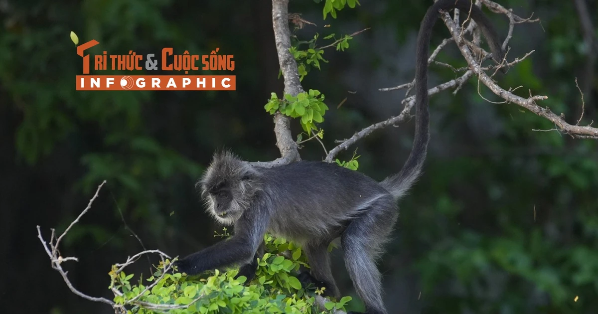 View - [INFOGRAPHIC] Loài voọc bạc Đông Dương quý hiếm trong Sách đỏ Việt Nam | Báo Tri thức và Cuộc sống - TIN TỨC PHỔ BIẾN KIẾN THỨC 24H