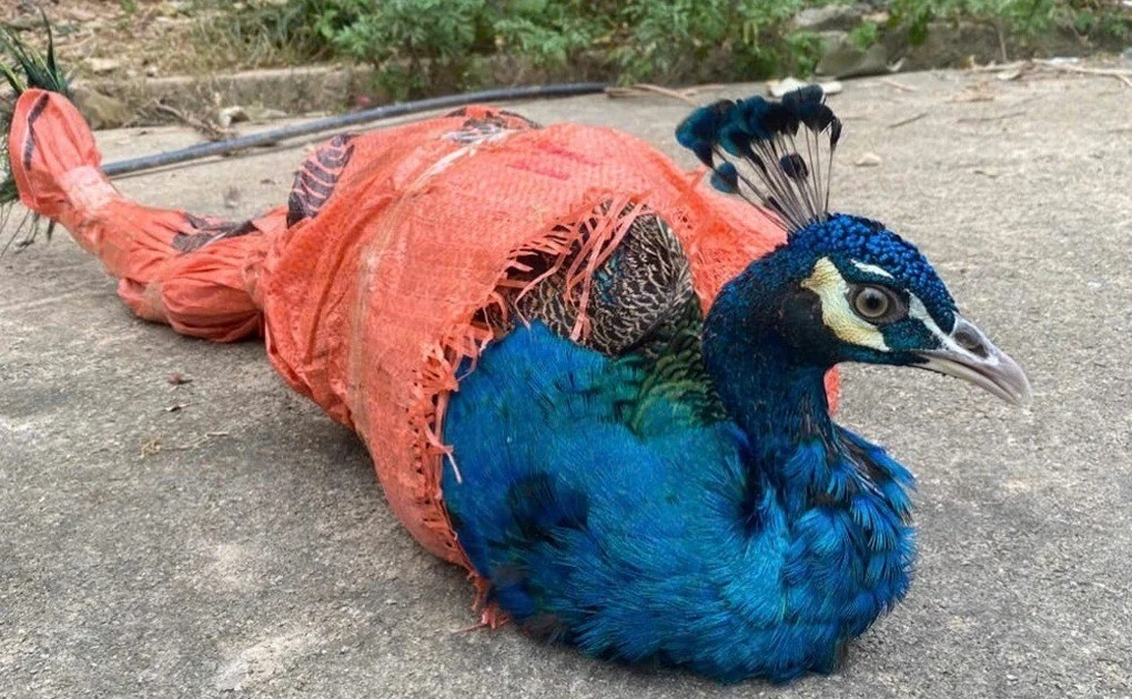 View - Chim công xuất hiện ở Thác Đồng Quan quý hiếm cỡ nào? | Báo Tri thức và Cuộc sống - TIN TỨC PHỔ BIẾN KIẾN THỨC 24H