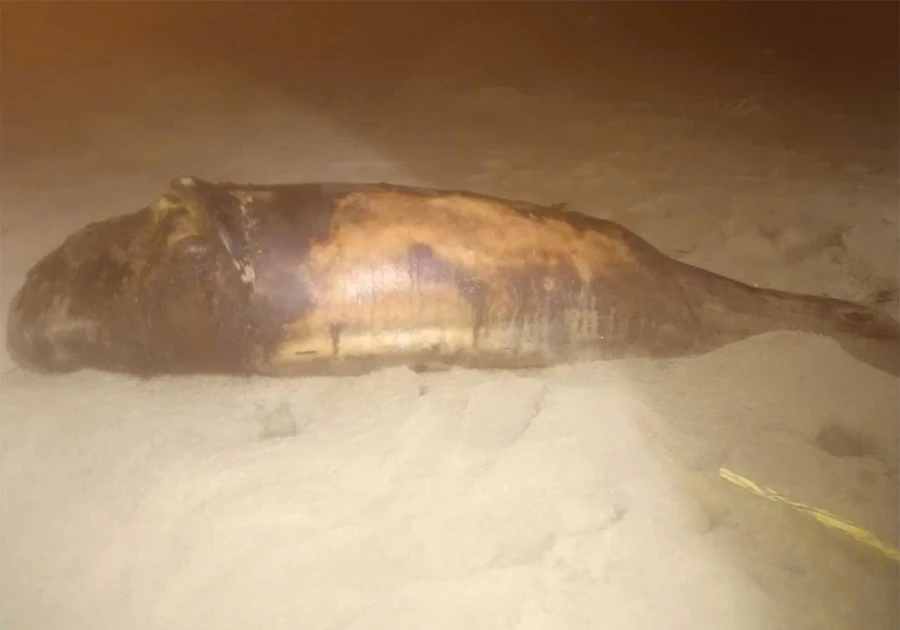 View - Xác cá voi hơn 30 kg dạt vào bờ biển Phù Mỹ Đông, toàn thân trầy xước | Báo Tri thức và Cuộc sống - TIN TỨC PHỔ BIẾN KIẾN THỨC 24H