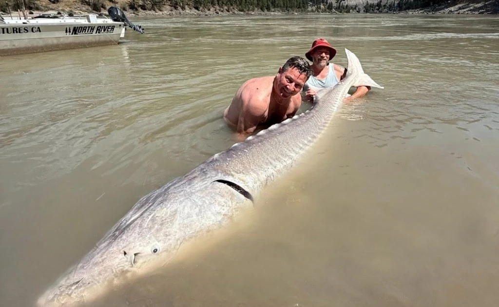 View - 'Quái vật' sông sâu hơn 100 tuổi bị cần thủ bất ngờ tóm sống | Báo Tri thức và Cuộc sống - TIN TỨC PHỔ BIẾN KIẾN THỨC 24H