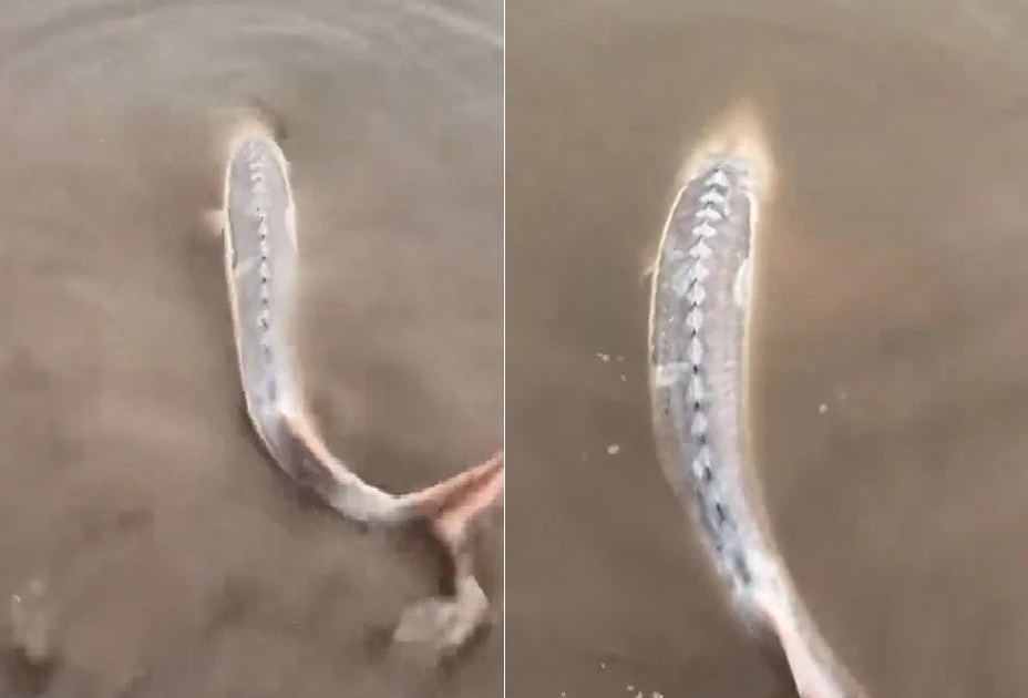 View - Câu được con cá màu trắng toát, vì sao thanh niên lập tức thả ra? | Báo Tri thức và Cuộc sống - TIN TỨC PHỔ BIẾN KIẾN THỨC 24H