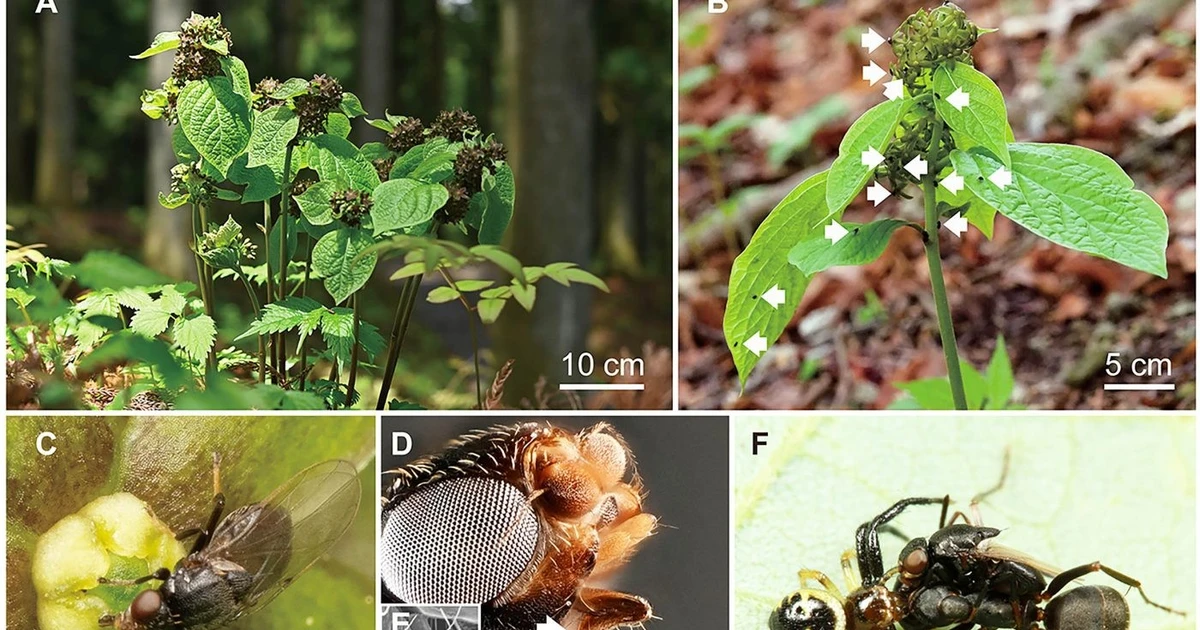 View - Lần đầu phát hiện thực vật lạ dùng mùi kiến dụ loài thụ phấn | Báo Tri thức và Cuộc sống - TIN TỨC PHỔ BIẾN KIẾN THỨC 24H