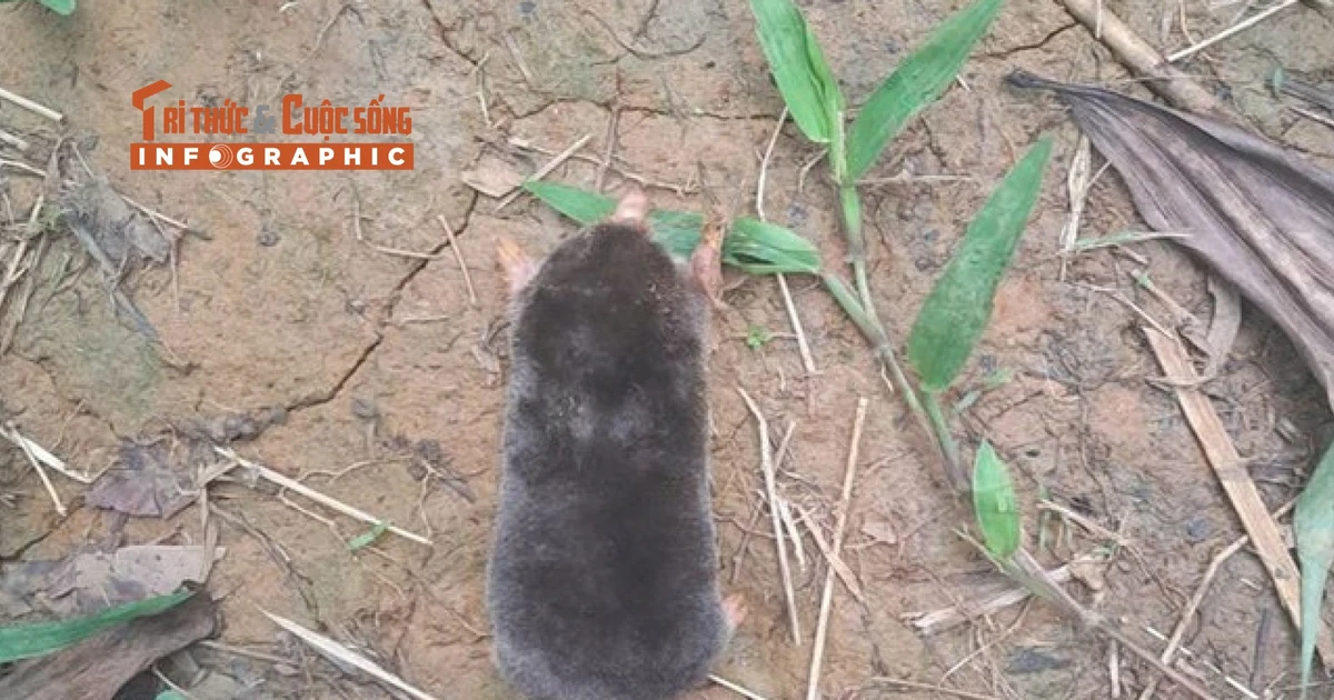 View - [INFOGRAPHIC] Loài chuột chũi mới phát hiện tại Thanh Hóa | Báo Tri thức và Cuộc sống - TIN TỨC PHỔ BIẾN KIẾN THỨC 24H