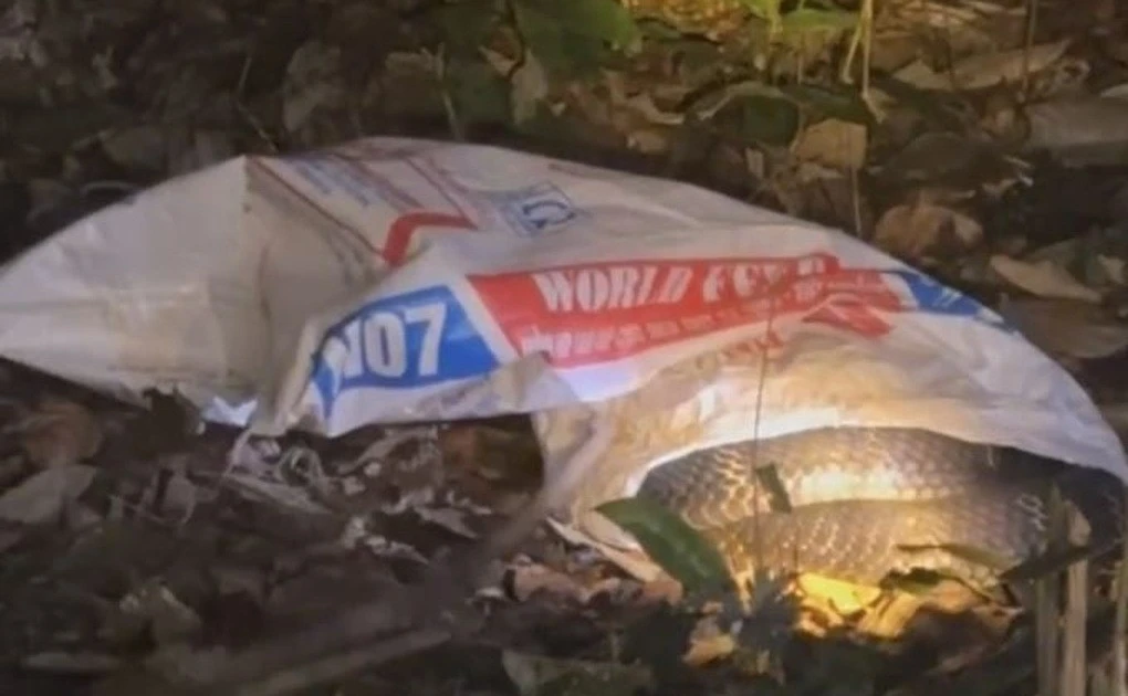 View - Rắn hổ mang chúa 7 kg trườn giữa khu dân cư, là loài quý hiếm | Báo Tri thức và Cuộc sống - TIN TỨC PHỔ BIẾN KIẾN THỨC 24H