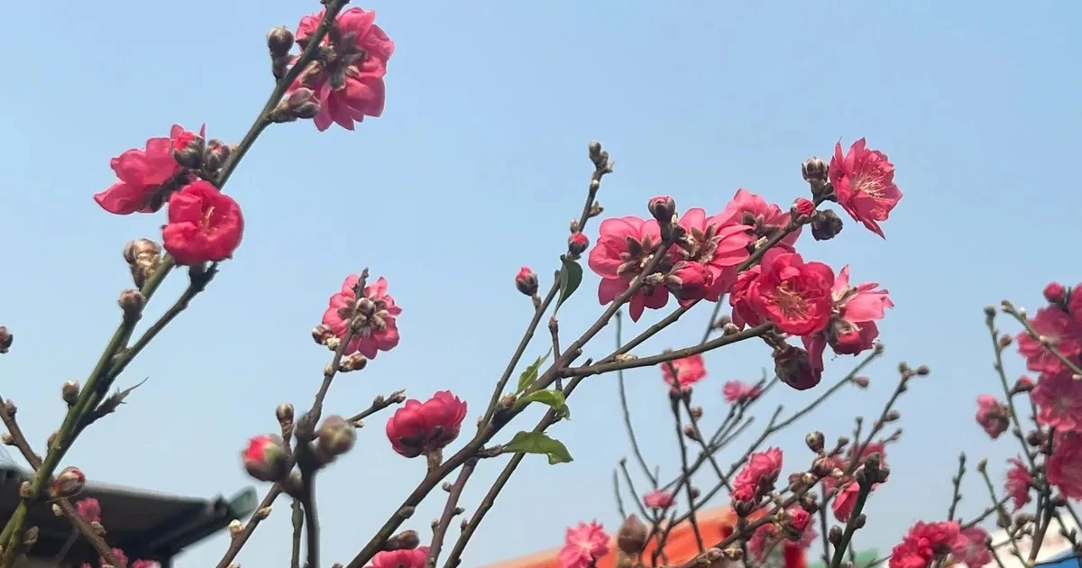 View - Vài trăm nghìn đồng một cành đào chơi Tết sớm | Báo Tri thức và Cuộc sống - TIN TỨC PHỔ BIẾN KIẾN THỨC 24H