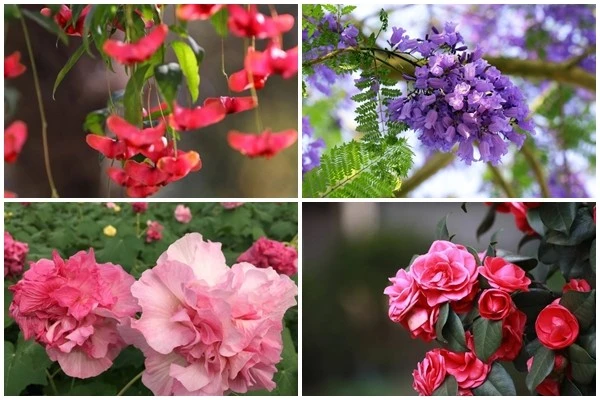 Gallery - 4 cây trồng trước cửa 'hút tài lộc' mạnh hơn kim tiền | Báo Tri thức và Cuộc sống - TIN TỨC PHỔ BIẾN KIẾN THỨC 24H