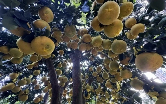 View - Bưởi Diễn vàng rực, trĩu quả 'xuống phố' đón Tết sớm | Báo Tri thức và Cuộc sống - TIN TỨC PHỔ BIẾN KIẾN THỨC 24H