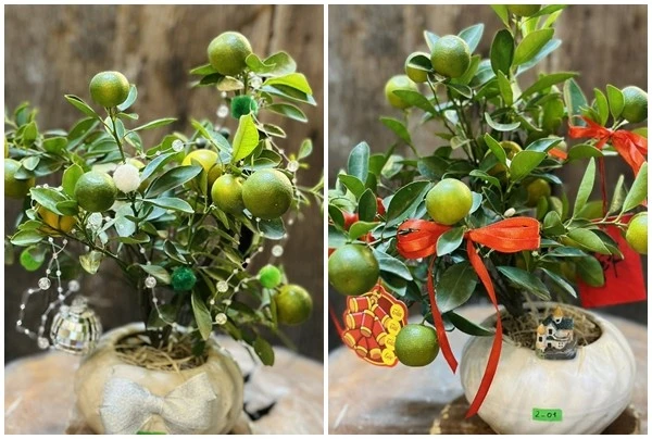 View - Hơn trăm nghìn đồng một chậu quất mini chơi Tết Bính Ngọ 2026 | Báo Tri thức và Cuộc sống - TIN TỨC PHỔ BIẾN KIẾN THỨC 24H