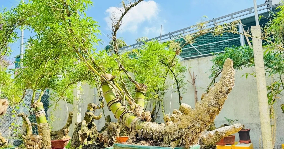 Gallery - Gốc tre xù xì tưởng bỏ đi thành 'siêu phẩm' bonsai tiền triệu | Báo Tri thức và Cuộc sống - TIN TỨC PHỔ BIẾN KIẾN THỨC 24H