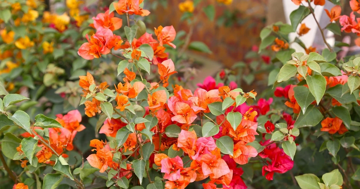 View - Loài hoa từng bị 'thất sủng' nay hồi sinh hút khách chơi Tết | Báo Tri thức và Cuộc sống - TIN TỨC PHỔ BIẾN KIẾN THỨC 24H