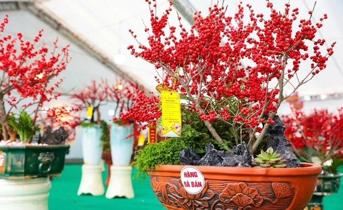 Gallery - Ngắm đào đông đỏ trăm triệu đồng “xuống phố” đón Tết | Báo Tri thức và Cuộc sống - TIN TỨC PHỔ BIẾN KIẾN THỨC 24H