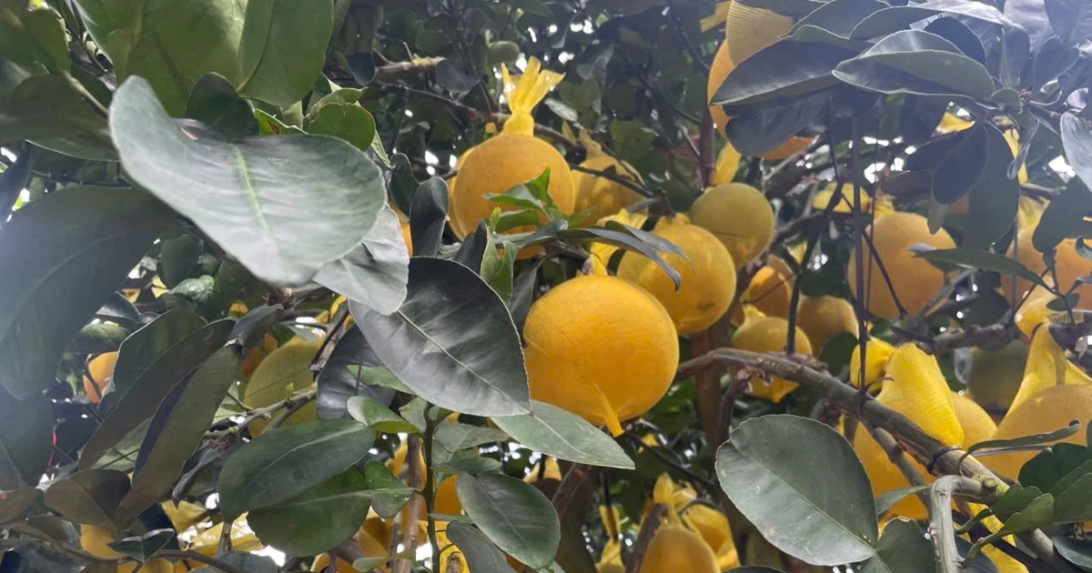 Gallery - Bưởi Diễn đổ bộ TP HCM sớm, giá bán tăng cao | Báo Tri thức và Cuộc sống - TIN TỨC PHỔ BIẾN KIẾN THỨC 24H