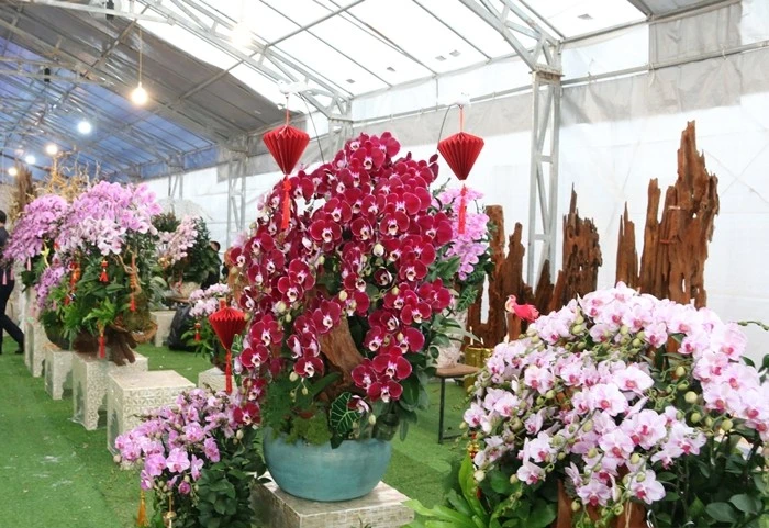 Gallery - Bỏ túi 4 - 5 triệu đồng/ngày nhờ cắm hoa lan dịp Tết | Báo Tri thức và Cuộc sống - TIN TỨC PHỔ BIẾN KIẾN THỨC 24H