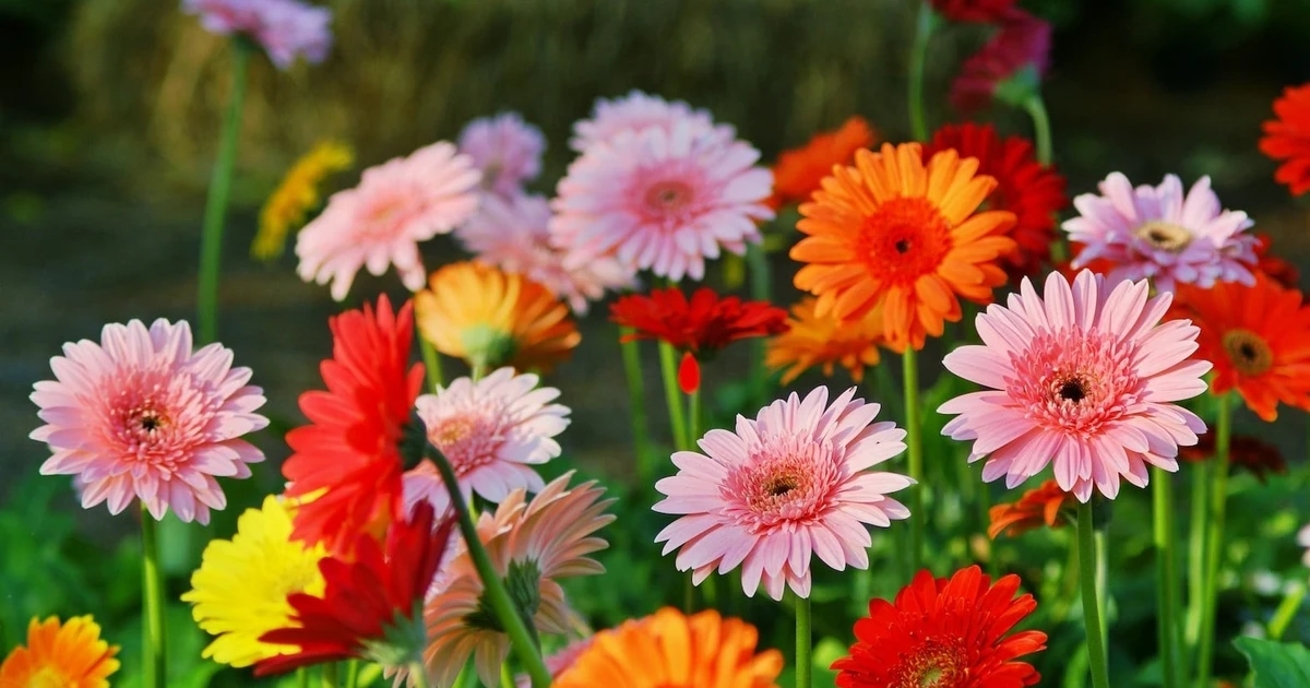 View - 5 loại hoa Tết mang ý nghĩa may mắn, giá vừa túi tiền | Báo Tri thức và Cuộc sống - TIN TỨC PHỔ BIẾN KIẾN THỨC 24H