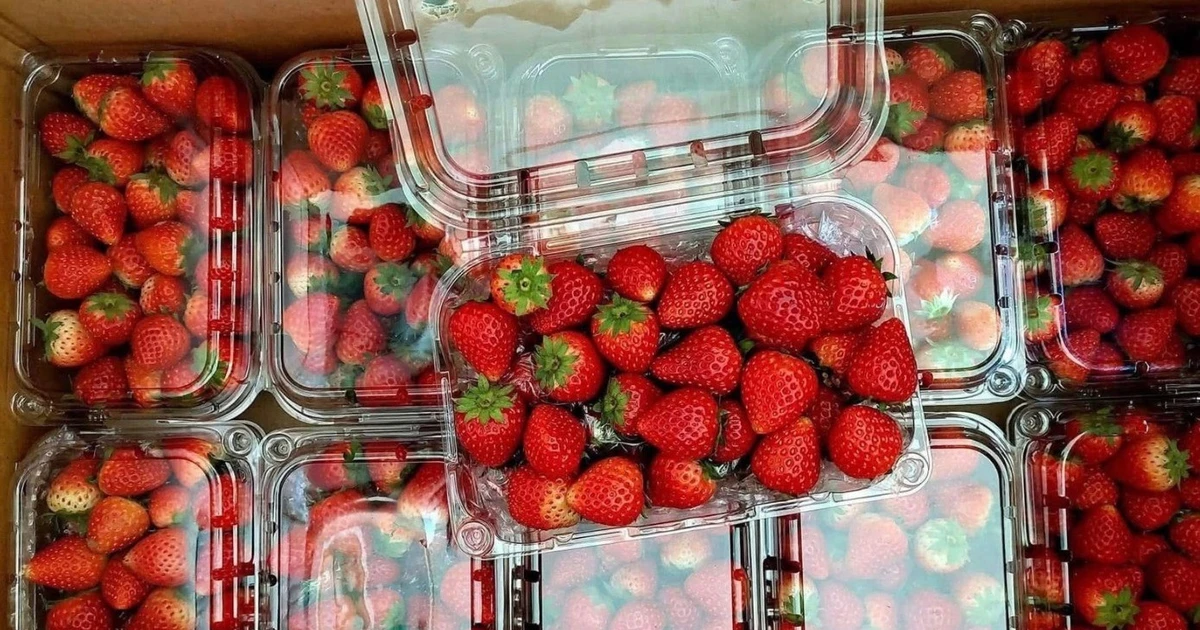 Gallery - Dâu tây 'nhuộm đỏ' chợ Hà Nội, giá rẻ chưa từng có | Báo Tri thức và Cuộc sống - TIN TỨC PHỔ BIẾN KIẾN THỨC 24H