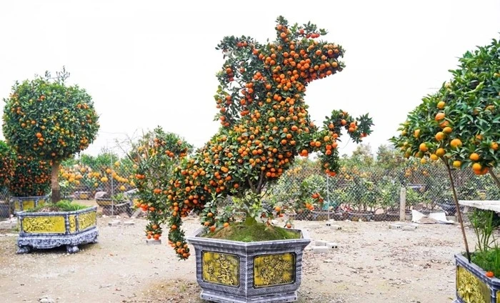 View - Những cây cảnh hình ngựa hút khách Tết Bính Ngọ 2026 | Báo Tri thức và Cuộc sống - TIN TỨC PHỔ BIẾN KIẾN THỨC 24H