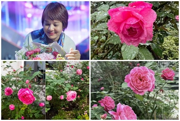 Gallery - Mãn nhãn vườn hồng đẹp như cổ tích của MC Diễm Quỳnh | Báo Tri thức và Cuộc sống - TIN TỨC PHỔ BIẾN KIẾN THỨC 24H