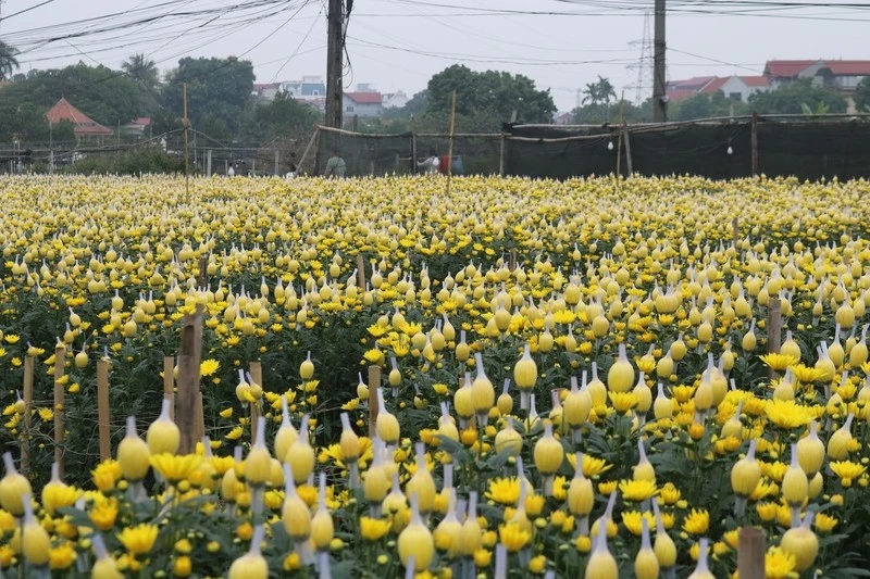 View - Thủ phủ hoa lớn nhất Hà Nội tất bật vào vụ Tết Bính Ngọ 2026 | Báo Tri thức và Cuộc sống - TIN TỨC PHỔ BIẾN KIẾN THỨC 24H