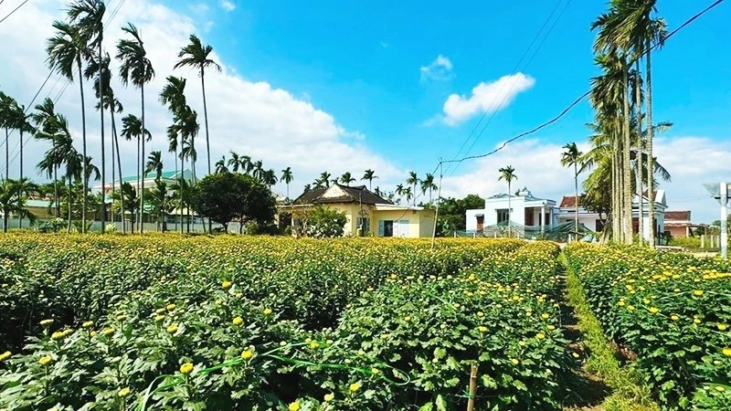 View - Loài cúc lạ đắt gấp 3 cúc thường 'cháy hàng' dịp Tết Bính Ngọ 2026 | Báo Tri thức và Cuộc sống - TIN TỨC PHỔ BIẾN KIẾN THỨC 24H