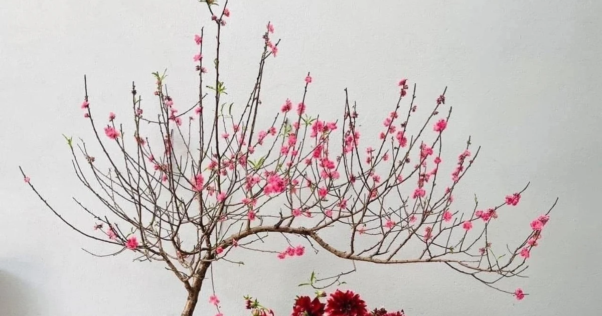 View - Đào huyền mini vài trăm nghìn đồng/cành hút khách chơi Tết Bính Ngọ 2026 | Báo Tri thức và Cuộc sống - TIN TỨC PHỔ BIẾN KIẾN THỨC 24H