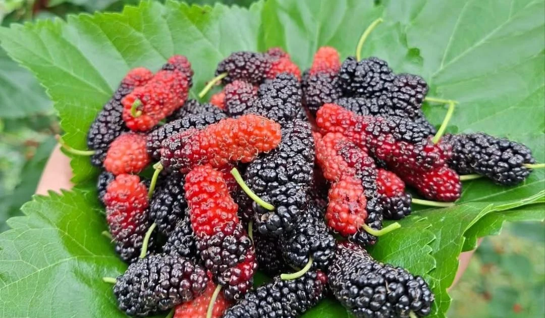 Gallery - Dâu tằm ngoại thành Hà Nội tất bật vào vụ thu hoạch | Báo Tri thức và Cuộc sống - TIN TỨC PHỔ BIẾN KIẾN THỨC 24H