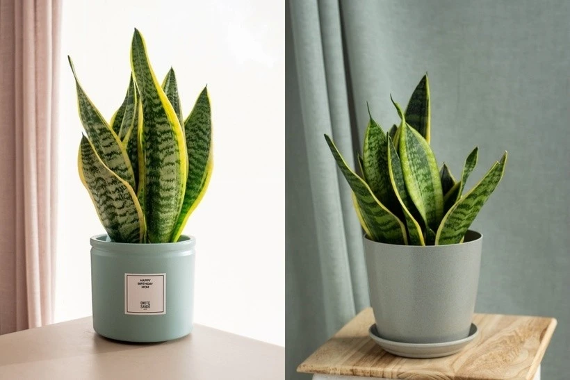 View - Những loại cây dễ chăm sóc, hút ẩm, giảm mùi trong nhà mùa nồm | Báo Tri thức và Cuộc sống - TIN TỨC PHỔ BIẾN KIẾN THỨC 24H