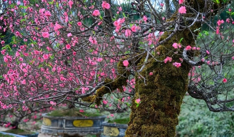 View - Đào rừng cổ thụ xuống phố chờ khách 'đón' về chơi Tết Bính Ngọ 2026 | Báo Tri thức và Cuộc sống - TIN TỨC PHỔ BIẾN KIẾN THỨC 24H