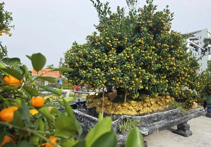 View - Ngắm quất cảnh độc lạ hút khách thị trường Tết 2026 | Báo Tri thức và Cuộc sống - TIN TỨC PHỔ BIẾN KIẾN THỨC 24H