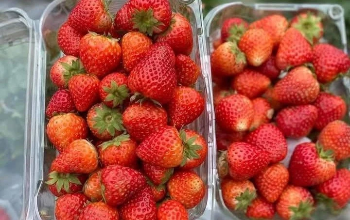 View - Dâu tây Trung Quốc bán đầy chợ, làm sao để phân biệt với dâu Mộc Châu? | Báo Tri thức và Cuộc sống - TIN TỨC PHỔ BIẾN KIẾN THỨC 24H