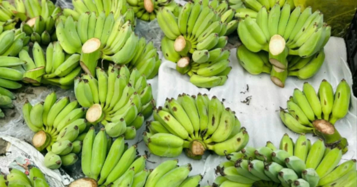 Gallery - 'Cháy hàng' chuối xanh lộc tài 700.000/nải | Báo Tri thức và Cuộc sống - TIN TỨC PHỔ BIẾN KIẾN THỨC 24H