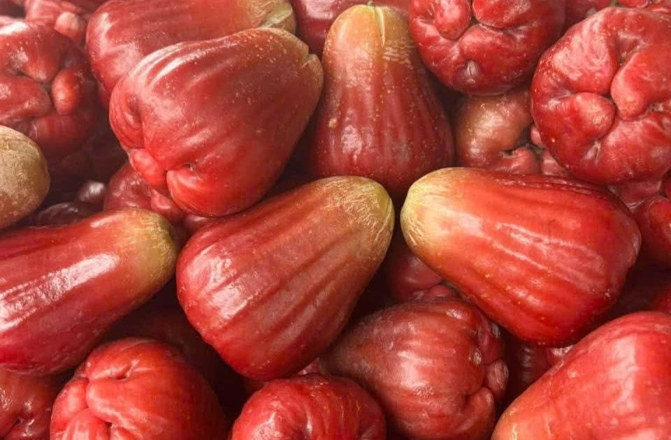 Gallery - Mận hồng 200.000 đồng/kg hút khách ngon cỡ nào? | Báo Tri thức và Cuộc sống - TIN TỨC PHỔ BIẾN KIẾN THỨC 24H